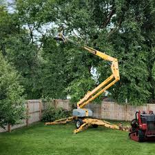 How Our Tree Care Process Works  in  Wautoma, WI
