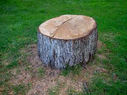 Best Tree Disease Treatment  in Wautoma, WI