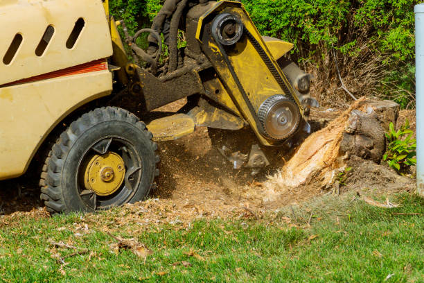 Best Lawn Renovation and Restoration  in Wautoma, WI