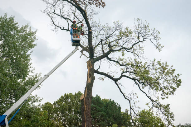 Best Tree Trimming and Pruning  in Wautoma, WI
