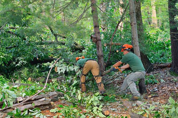 Best Palm Tree Trimming  in Wautoma, WI