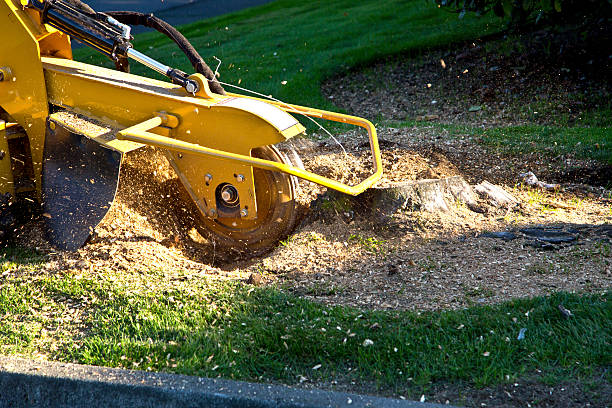 Best Lawn Drainage Solutions  in Wautoma, WI