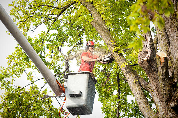 Professional Tree Services in Wautoma, WI