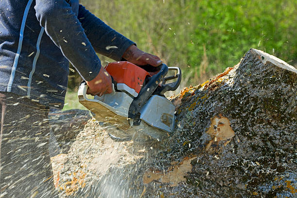 Best Emergency Tree Removal  in Wautoma, WI