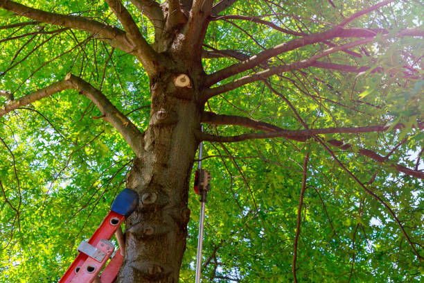 Best Hazardous Tree Removal  in Wautoma, WI